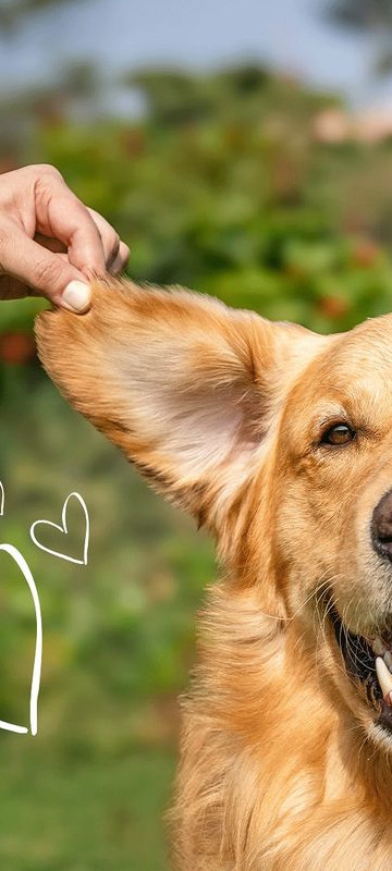 happy dog running in park with owner, joyful moment, warm colors, sunny day