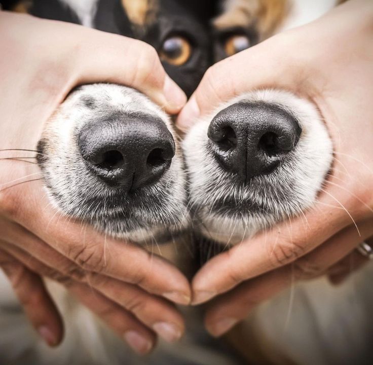 Nos Chiens et Nous